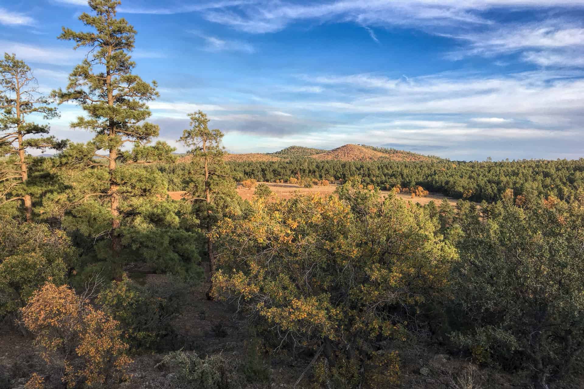Tall ponderosa pines and golden autumn shrubs framing a view of forested hills and a distant peak