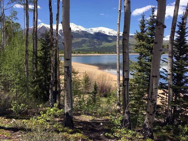 A view of Twin Lakes through white-barked aspen trunks, with snow-capped mountains rising beyond a sandy shoreline