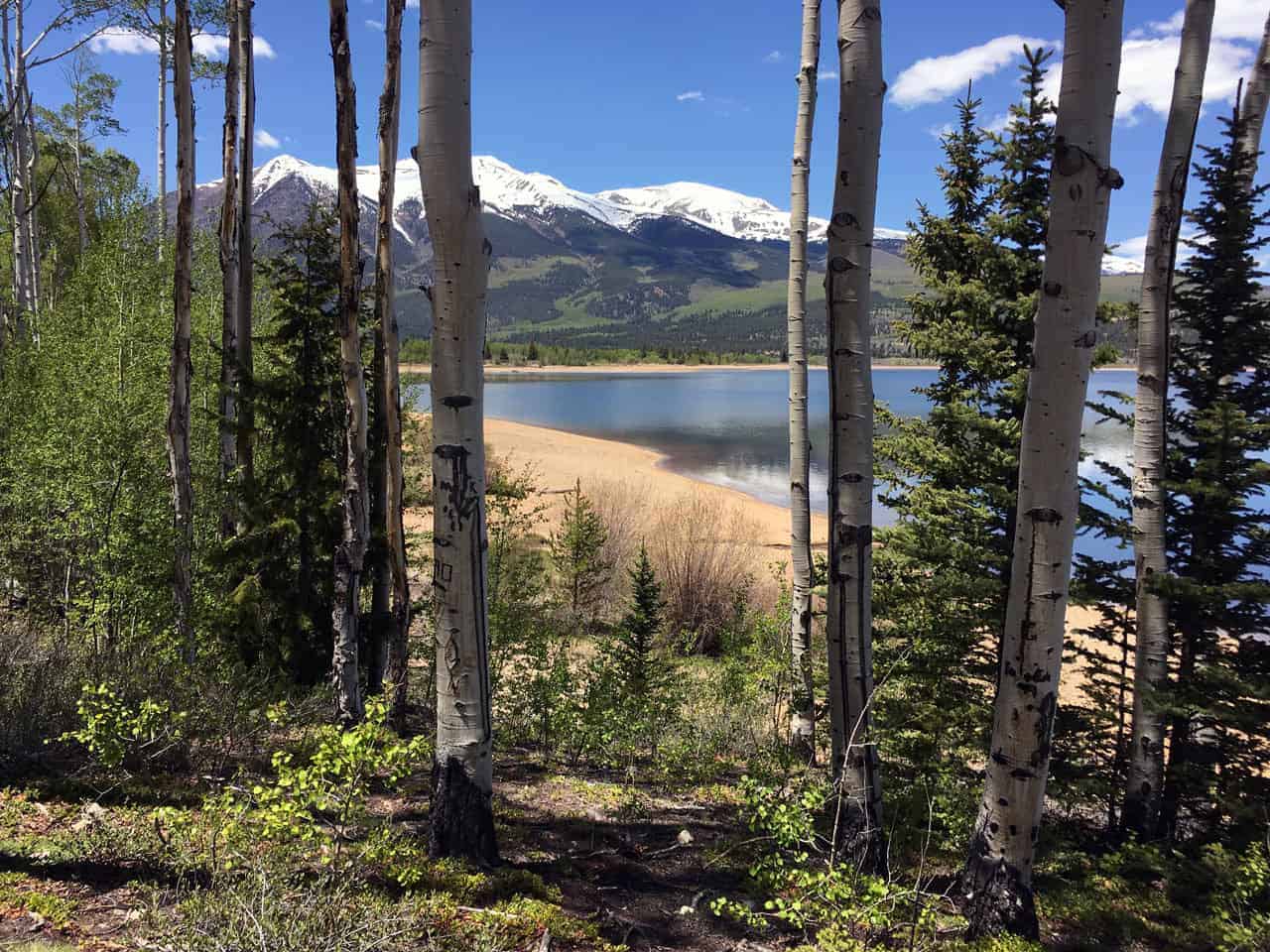 A view of Twin Lakes through white-barked aspen trunks, with snow-capped mountains rising beyond a sandy shoreline
