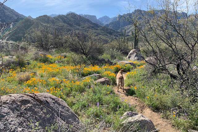 Teddy walking down a desert trail through a field of orange poppies with the Santa Catalina Mountains behind