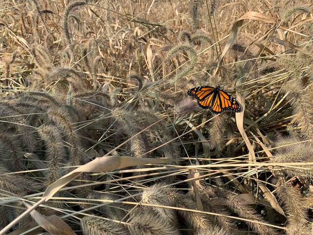 A monarch butterfly resting on dried grasses