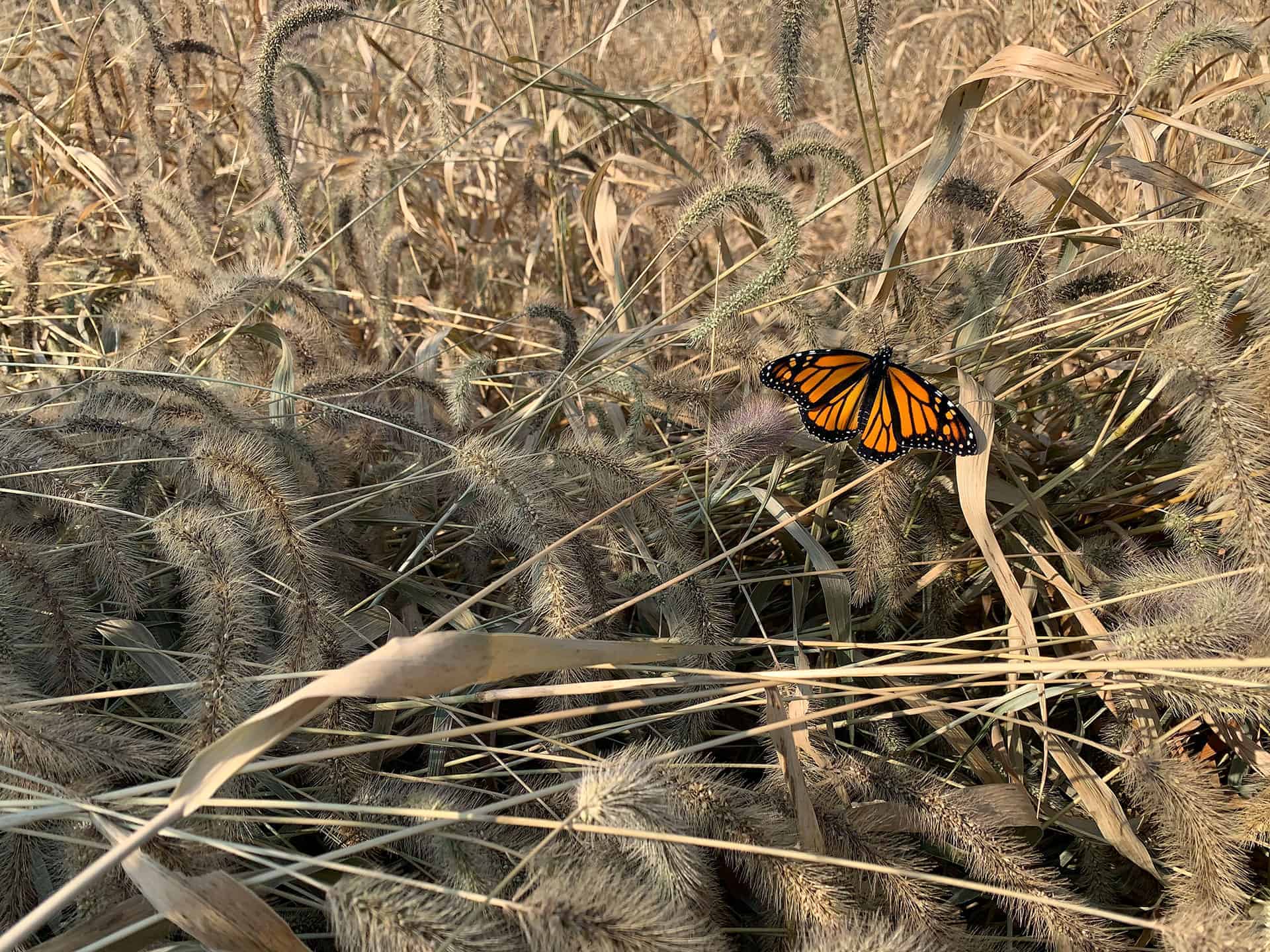 A monarch butterfly resting on dried grasses