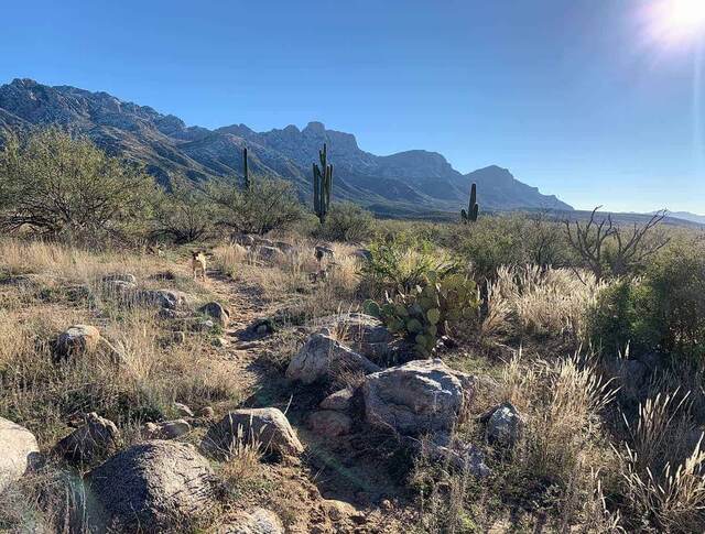 A desert trail lined with saguaros and boulders leading toward the snow-dusted Santa Catalina Mountains