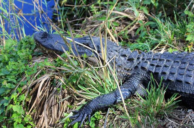 Everglades — Everglades National Park, Everglades City FL