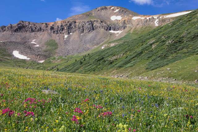 A wildflower-strewn alpine meadow of yellow, magenta, and blue-purple blooms beneath a rocky, snow-streaked peak