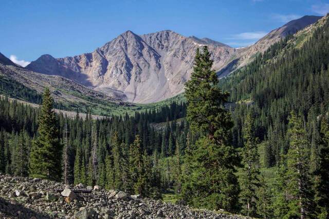 La Plata Peak's rocky summit rising above a forested valley, framed by a tall pine in the foreground