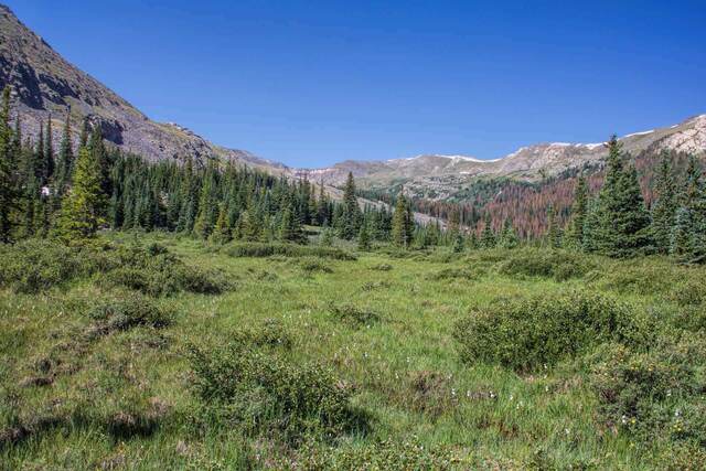 A grassy meadow ringed by pine forest, with rocky mountain ridges rising beyond under a clear blue sky