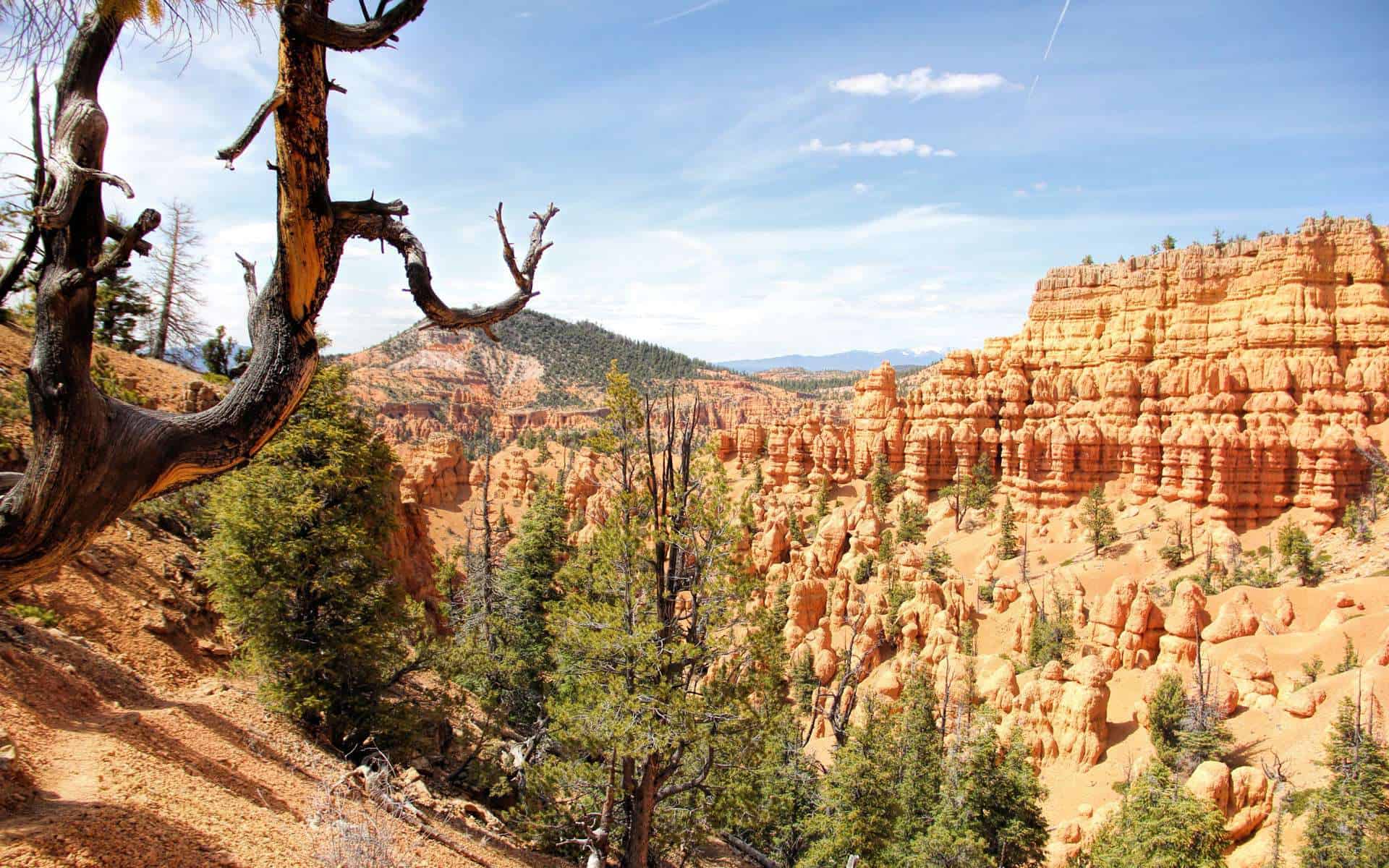 Red canyon — Red Canyon, Dixie National Forest, Utah