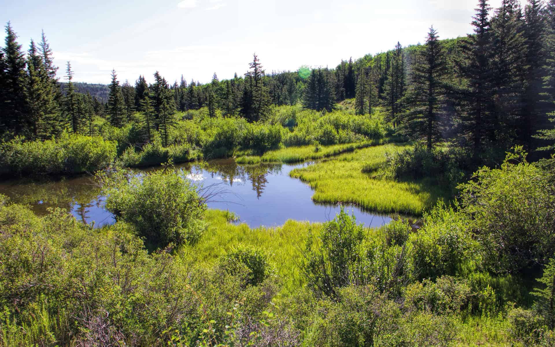 Rich creek trail loop — Rich Creek & Rough and Tumble Loop, Buffalo Peaks Wilderness CO