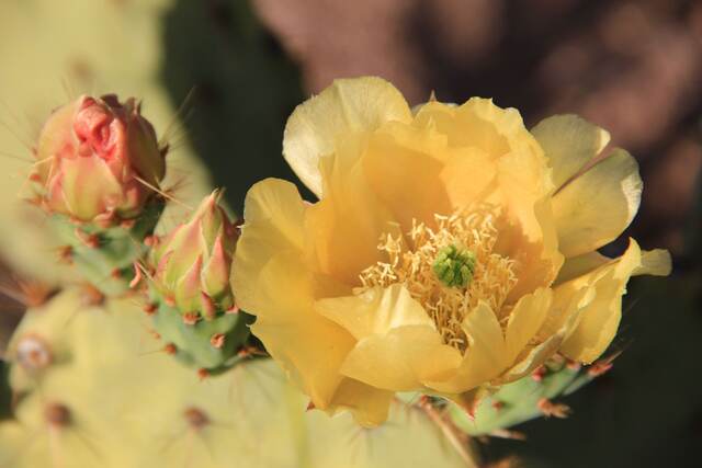 Cactus flower — The desert blooms