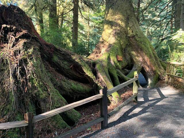 The massive, moss-covered roots of an ancient redwood beside the boardwalk trail