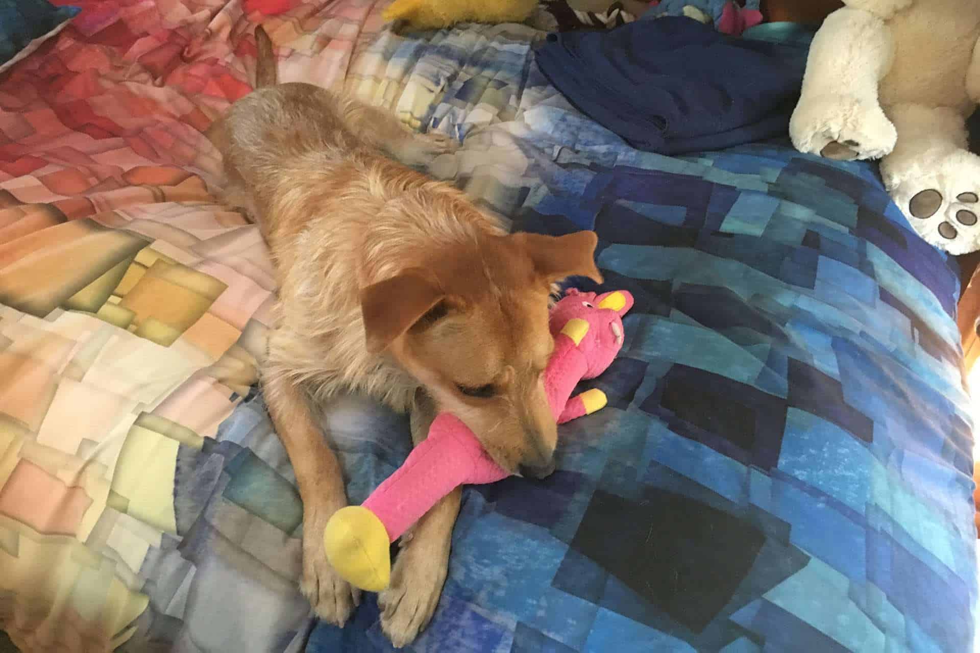 Teddy lying on a bed chewing a pink stuffed toy, surrounded by other plush animals