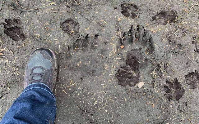 A hiking boot next to a set of large bear paw prints in the mud, shown for scale