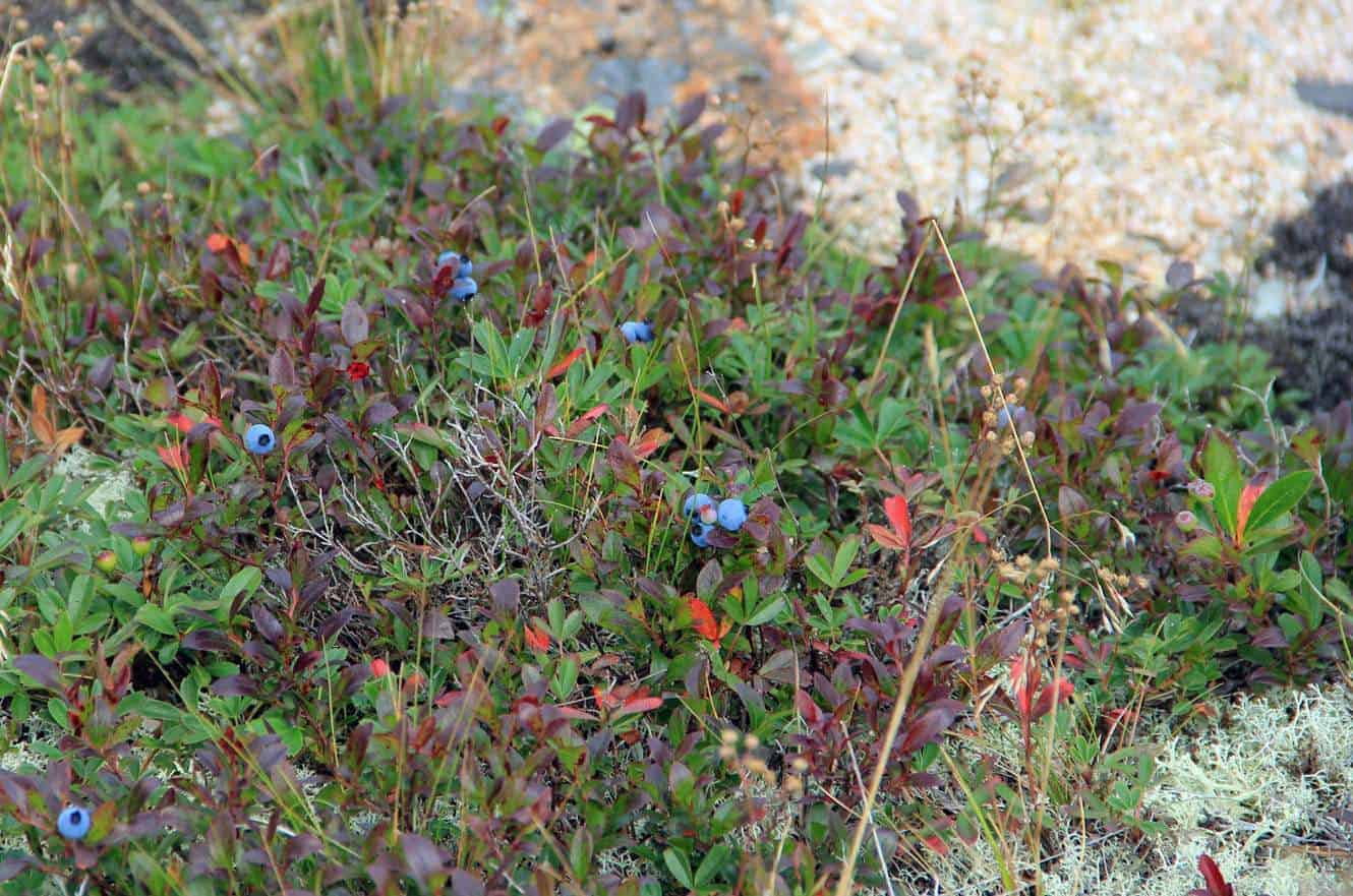 acadia-national-park-maine-04