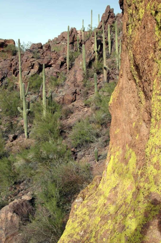 saguaro-09