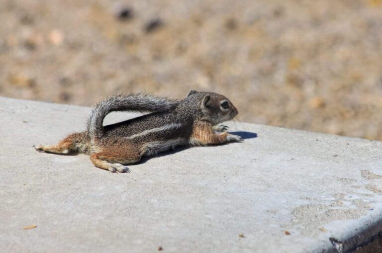 Mother chipmunk - Tucson Arizona