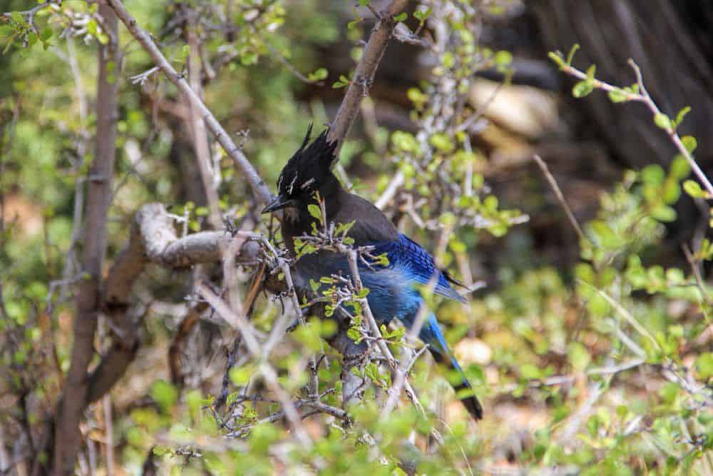A hungry Steller's Jay