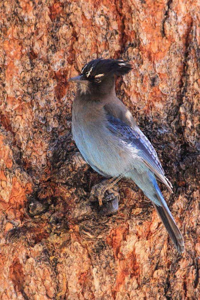 A hungry Steller's Jay