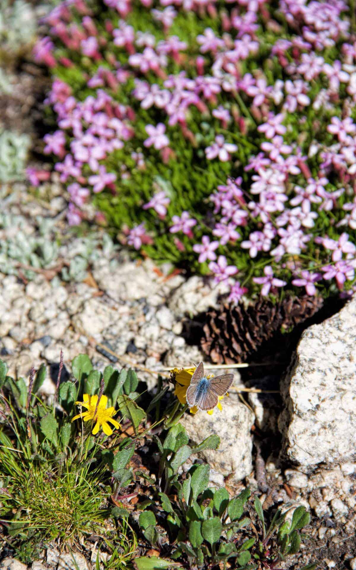 Moss Campion with Alpine Sunflowers