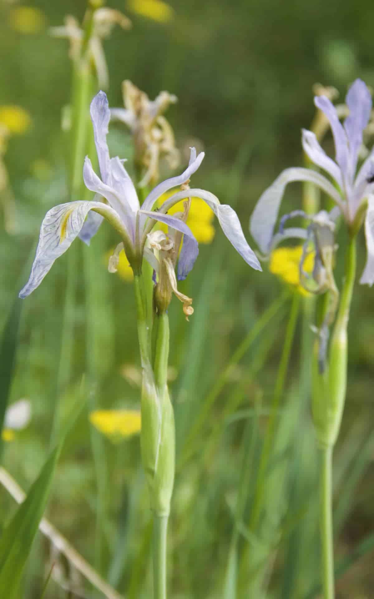 Wild Iris along the Davis Meadow Trail