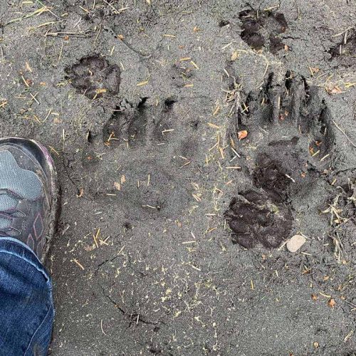 big-bear-prints