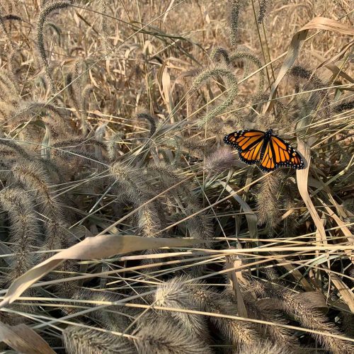 butterfly